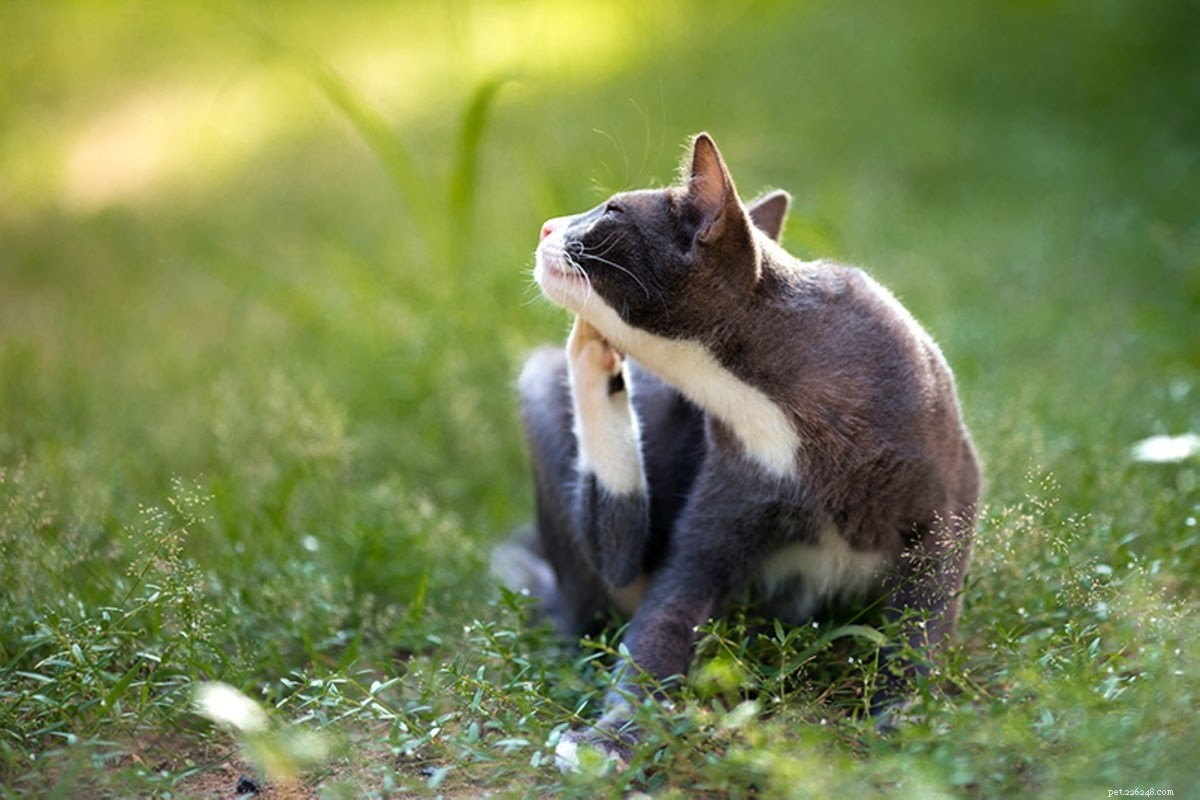 Why Does My Cat Have Dandruff? Causes, Symptoms, and Treatment Tips