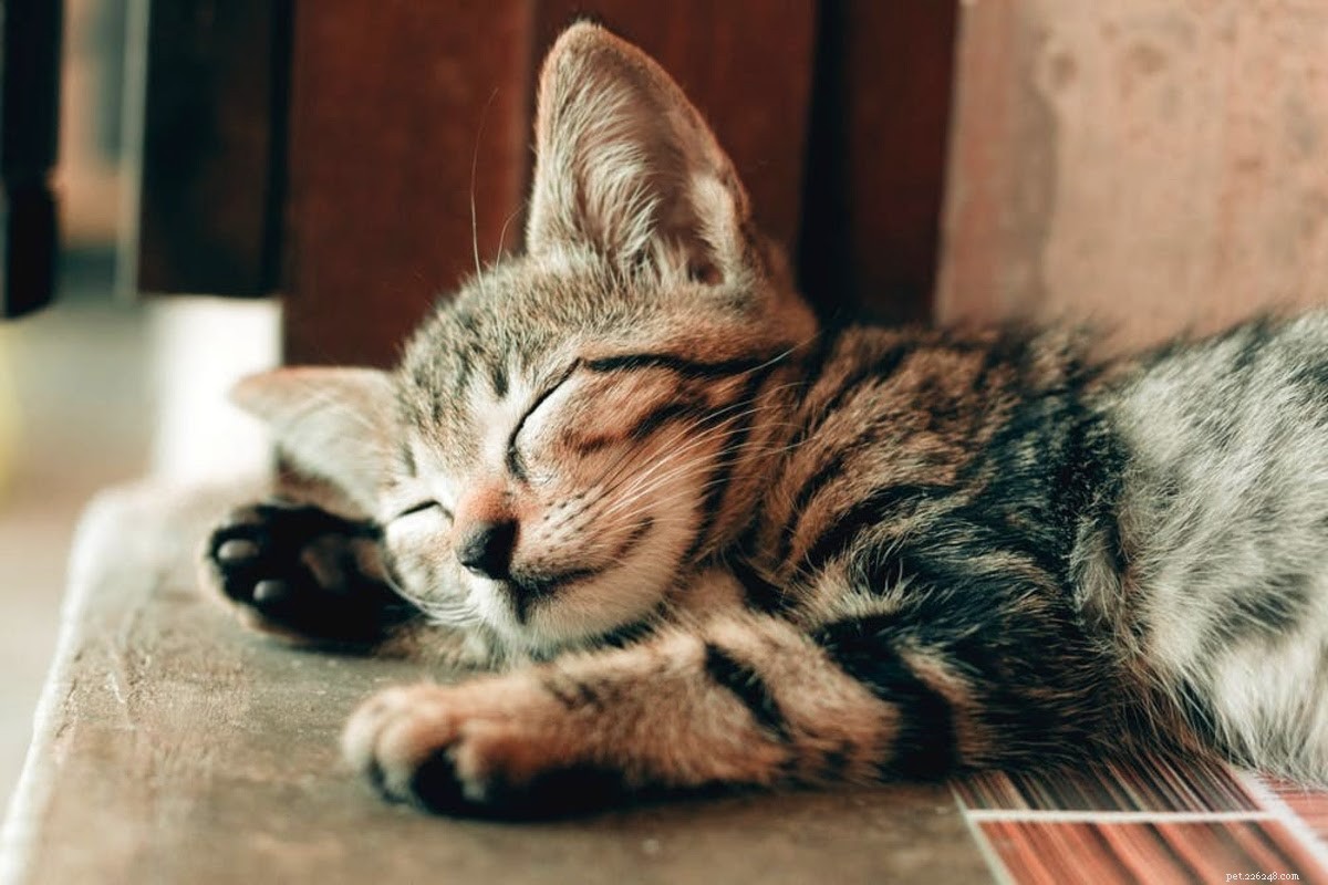 Why Does My Cat Have Dandruff? Causes, Symptoms, and Treatment Tips