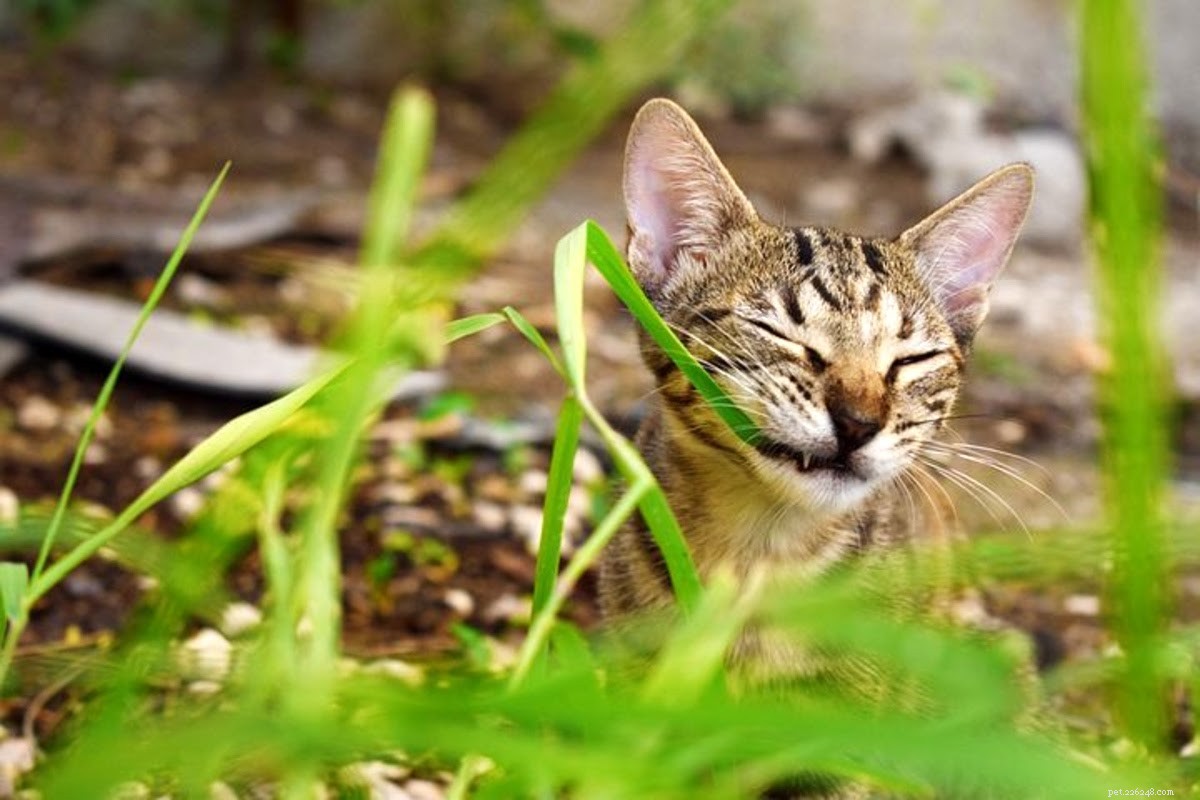 Essential Guide to Cat-Proofing Your Home: Protect Furniture and Preserve Peace of Mind