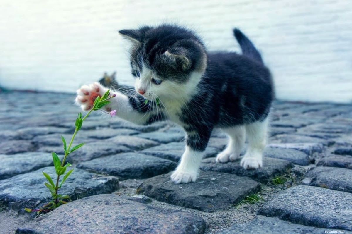 Essential Guide to Cat-Proofing Your Home: Protect Furniture and Preserve Peace of Mind