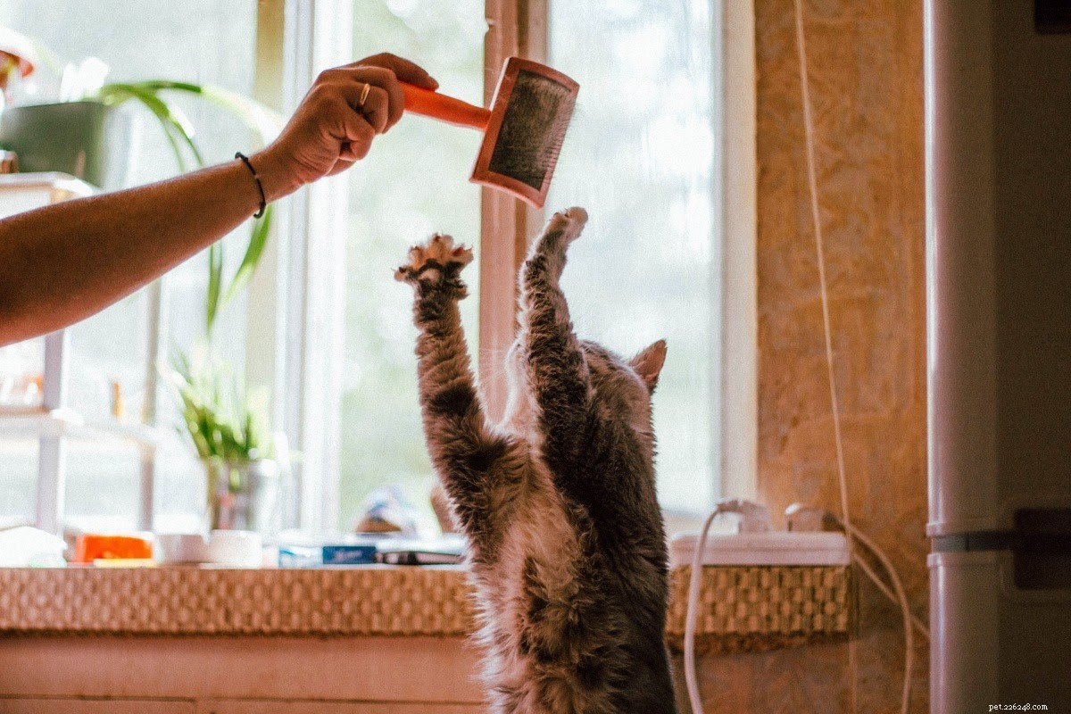 Building a Strong Bond with Your New Cat: Expert Tips for New Owners