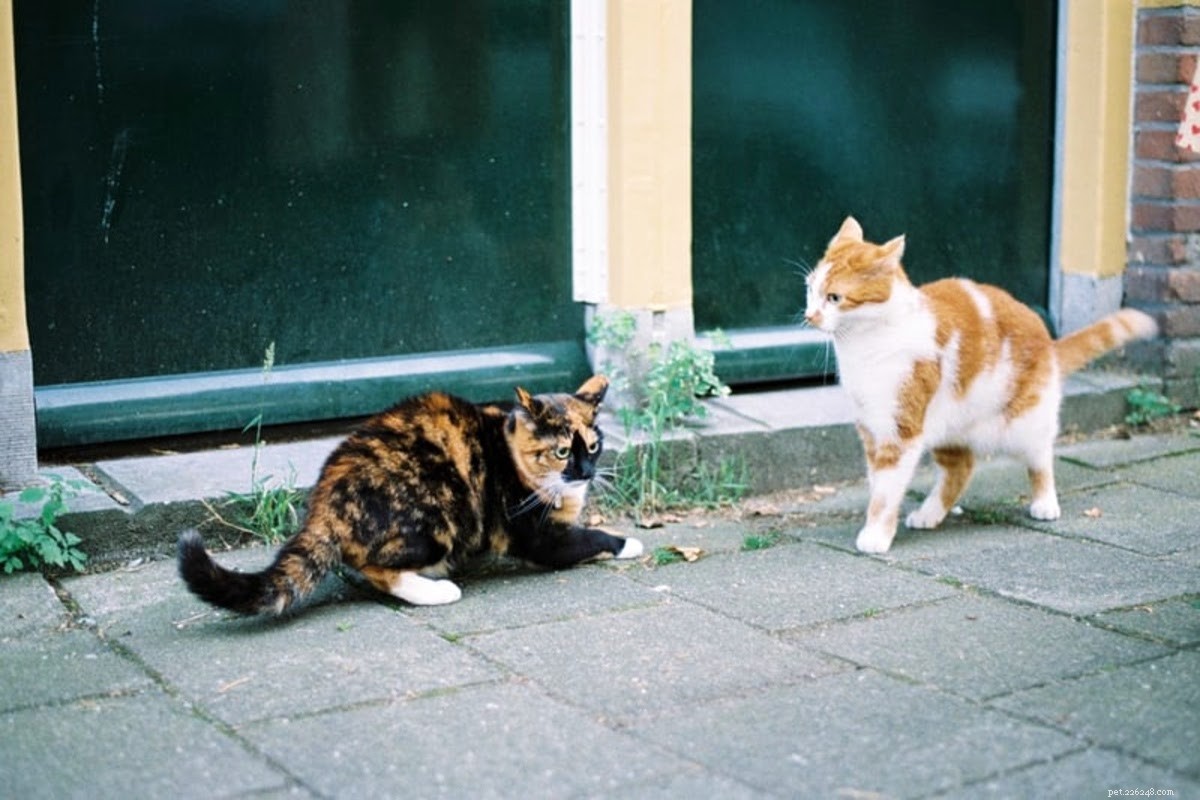 Steps to Take When Your Cat Is Bitten by Another Cat