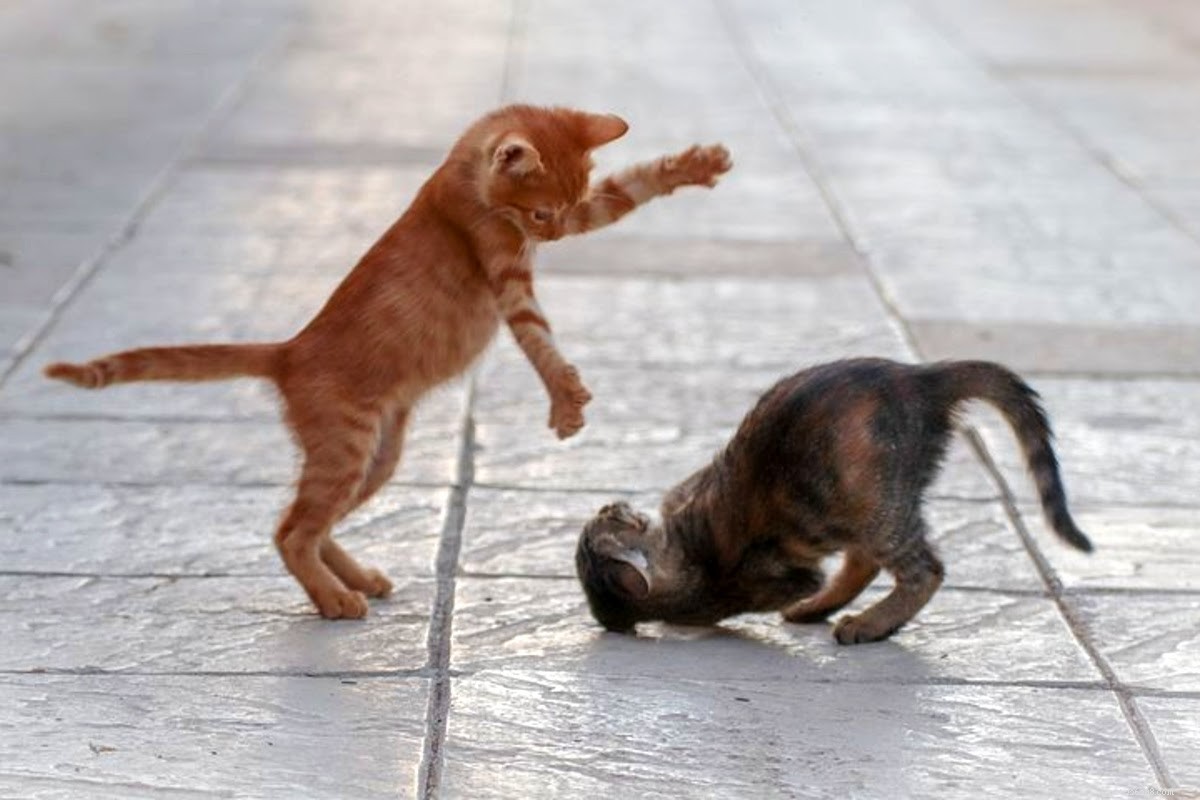 Steps to Take When Your Cat Is Bitten by Another Cat