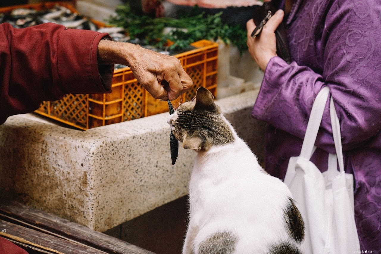 Cool Homemade Cat Treats: 5 Easy Recipes for a Refreshing Summer