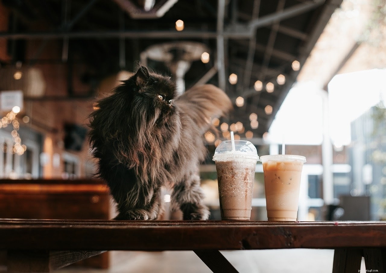 Cool Homemade Cat Treats: 5 Easy Recipes for a Refreshing Summer
