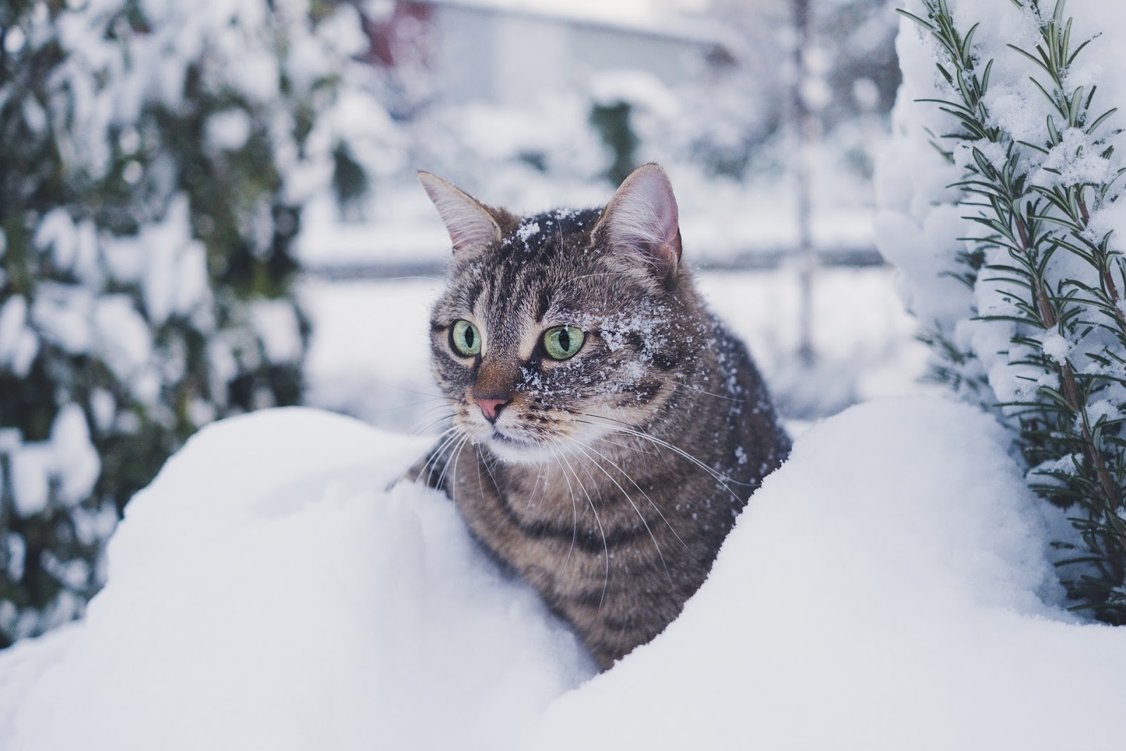 Cool Homemade Cat Treats: 5 Easy Recipes for a Refreshing Summer