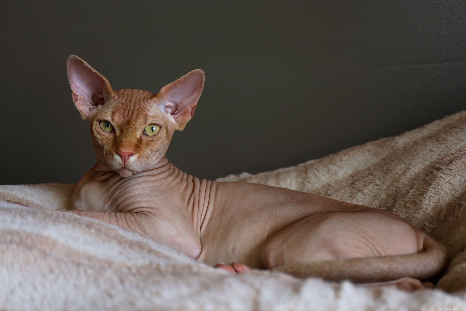 Summer Skincare Guide for Hairless Cats: Essential Do’s and Don’ts