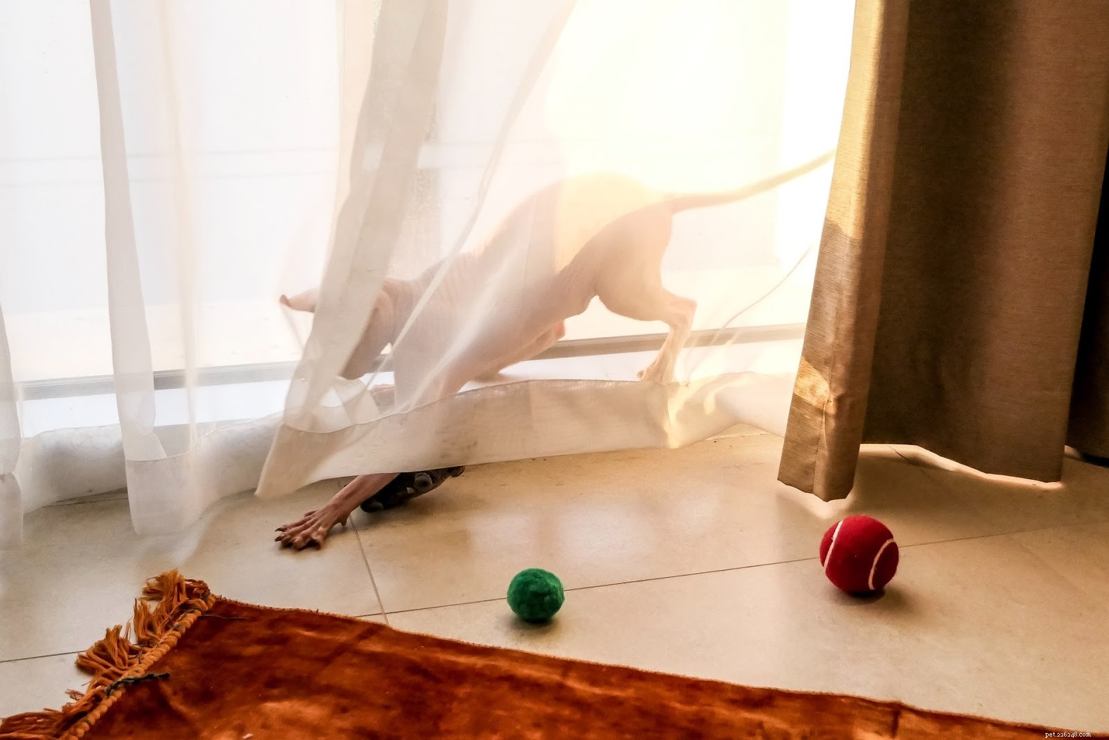 Summer Skincare Guide for Hairless Cats: Essential Do’s and Don’ts