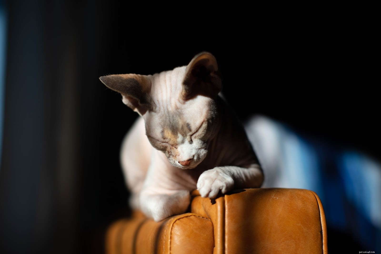 Summer Skincare Guide for Hairless Cats: Essential Do’s and Don’ts