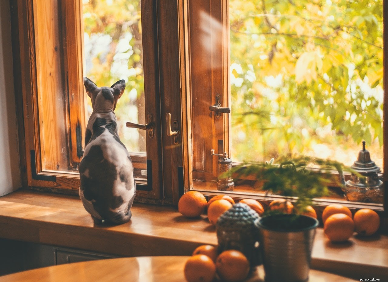 Summer Skincare Guide for Hairless Cats: Essential Do’s and Don’ts
