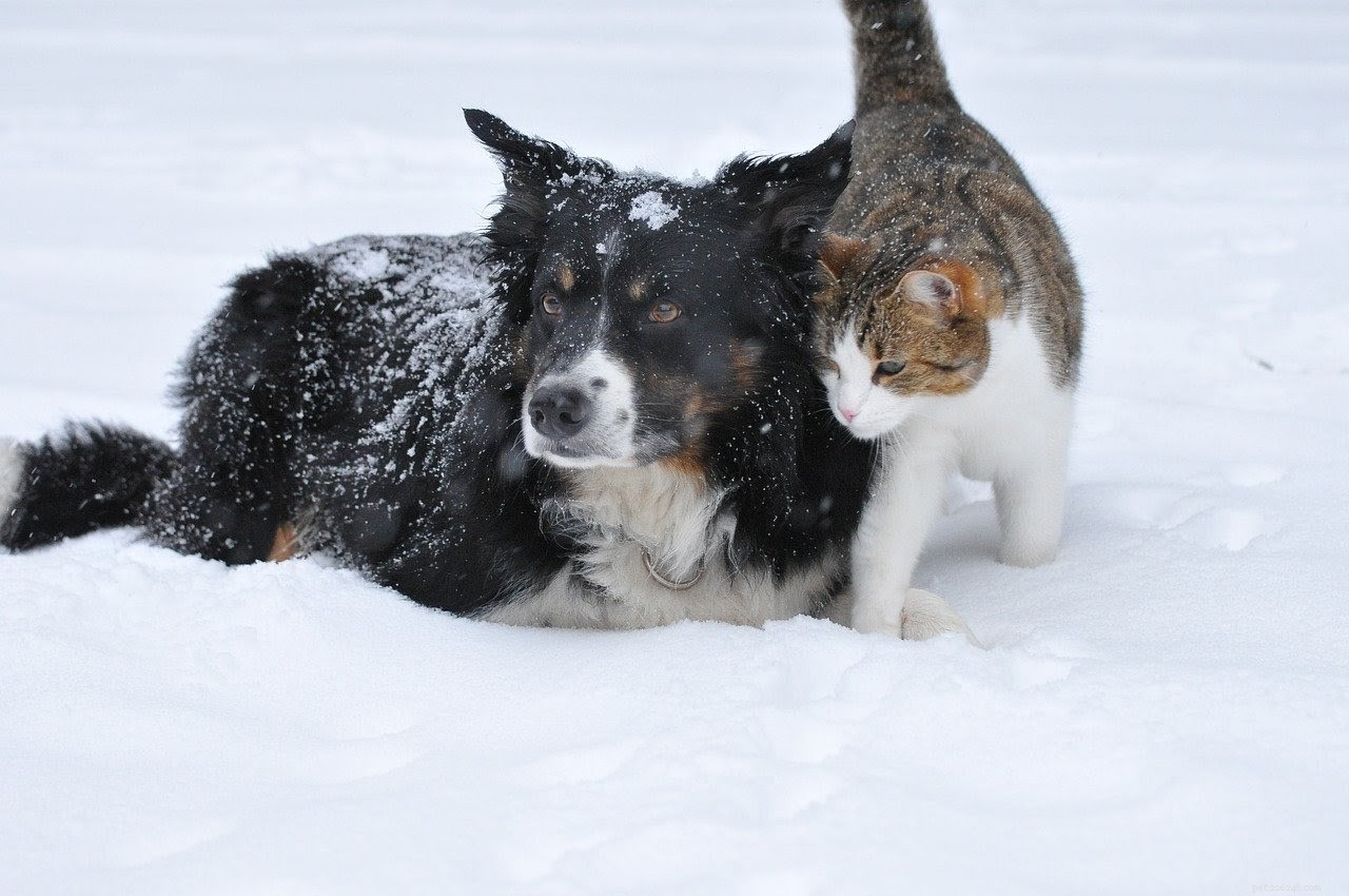 Seasonal Depression in Pets: Symptoms, Causes & Proven Treatments