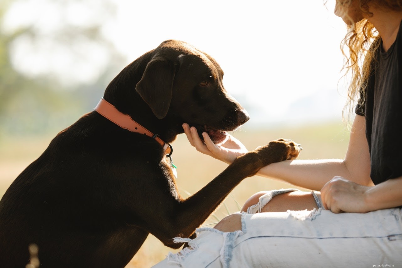 Seasonal Depression in Pets: Symptoms, Causes & Proven Treatments