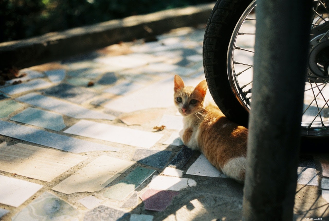 Seasonal Depression in Pets: Symptoms, Causes & Proven Treatments
