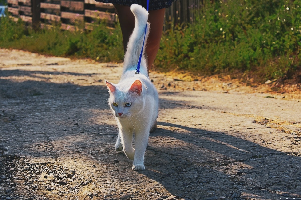 How to Keep Your Cat Active and Healthy: A Practical Guide