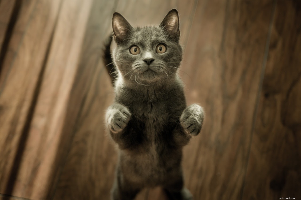 How to Keep Your Cat Active and Healthy: A Practical Guide