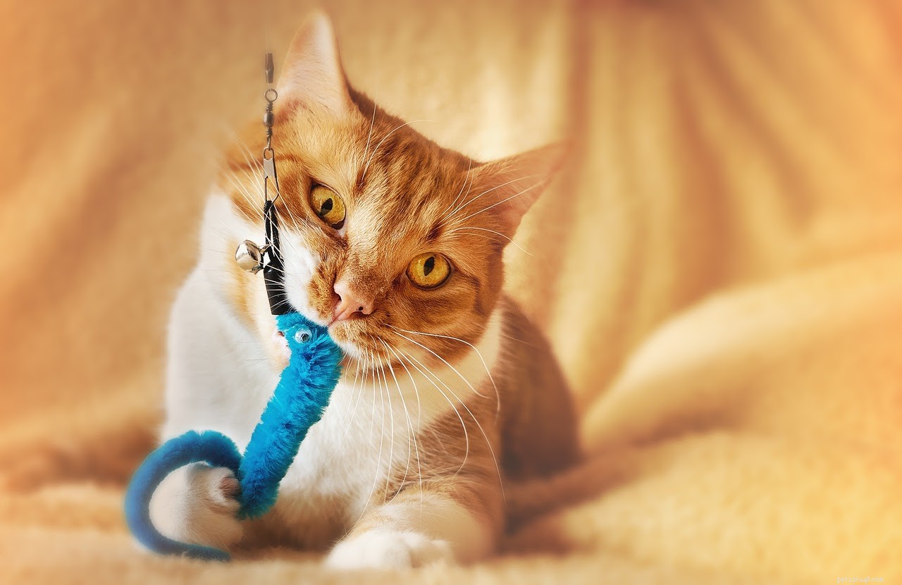 How to Keep Your Cat Active and Healthy: A Practical Guide