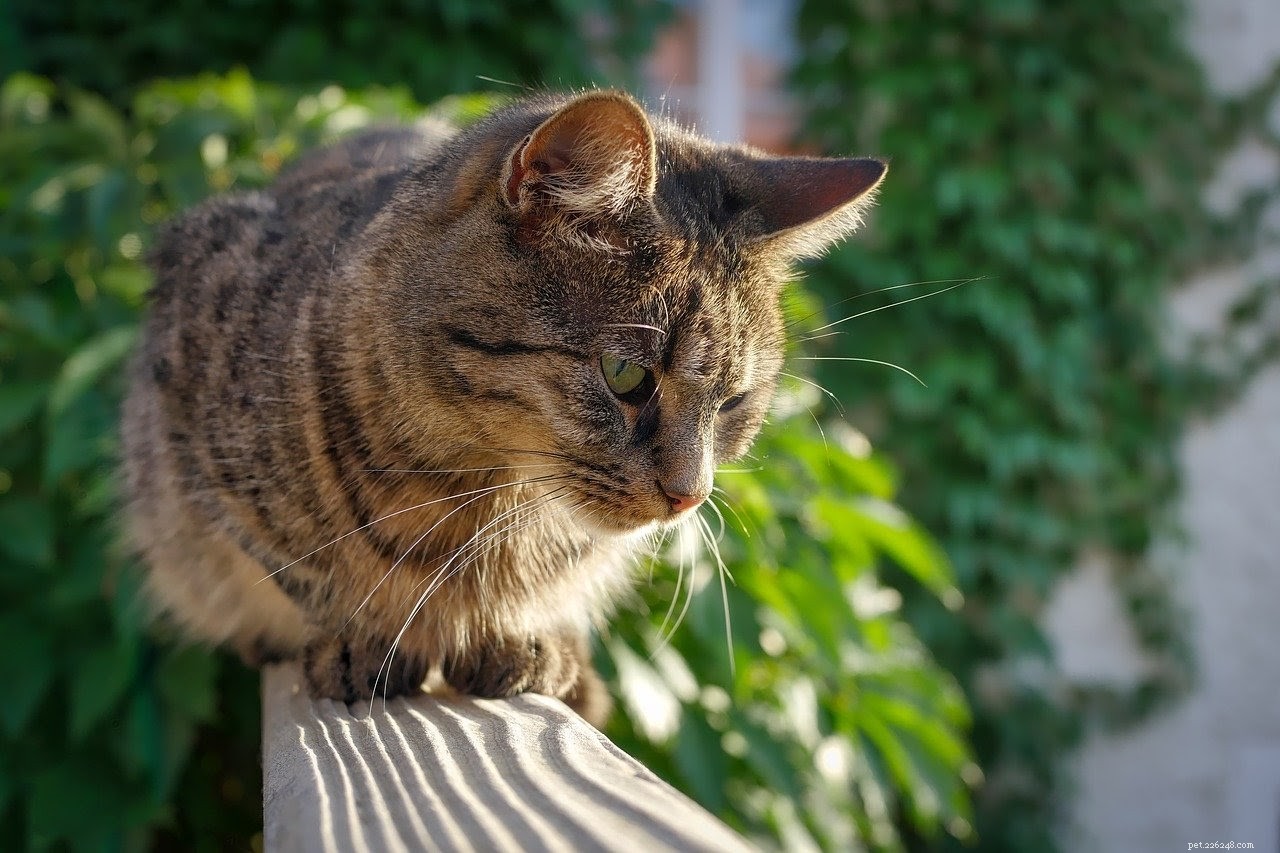 How to Keep Your Cat Active and Healthy: A Practical Guide