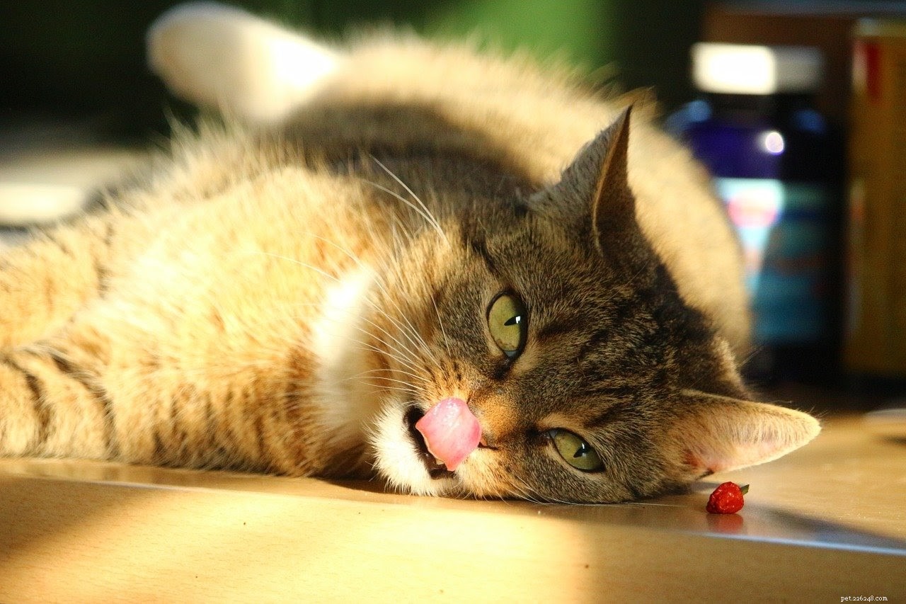 How to Identify and Address Cat Overgrooming for Better Health