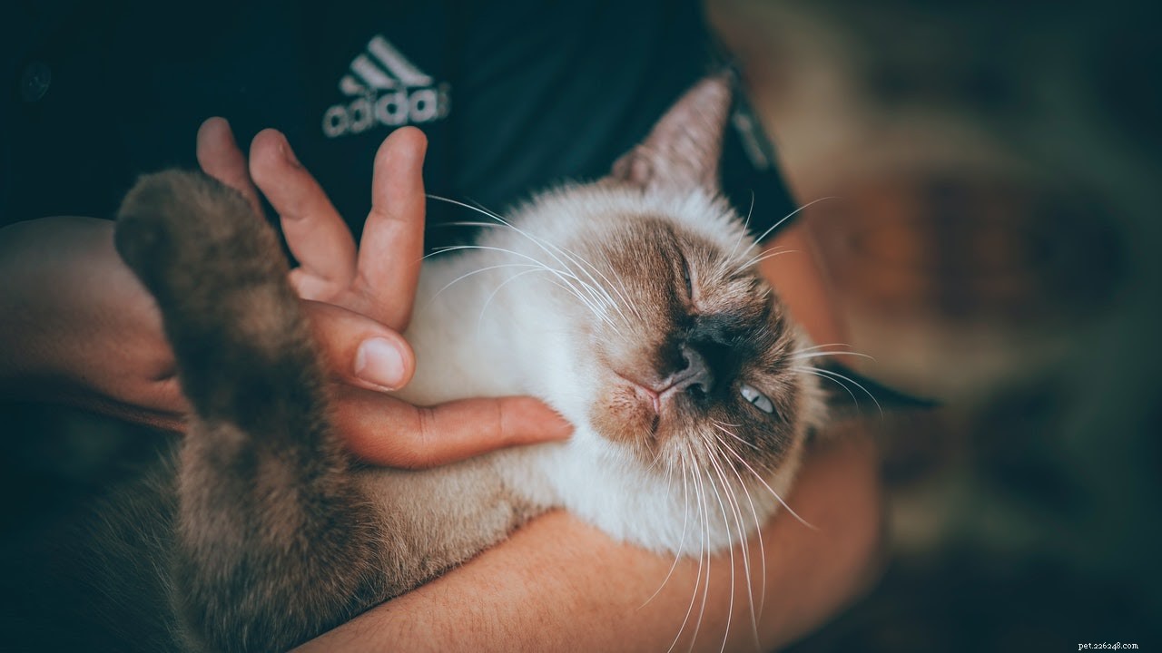 Top Pet Video Trends You Can Try – Easy How‑to Guide