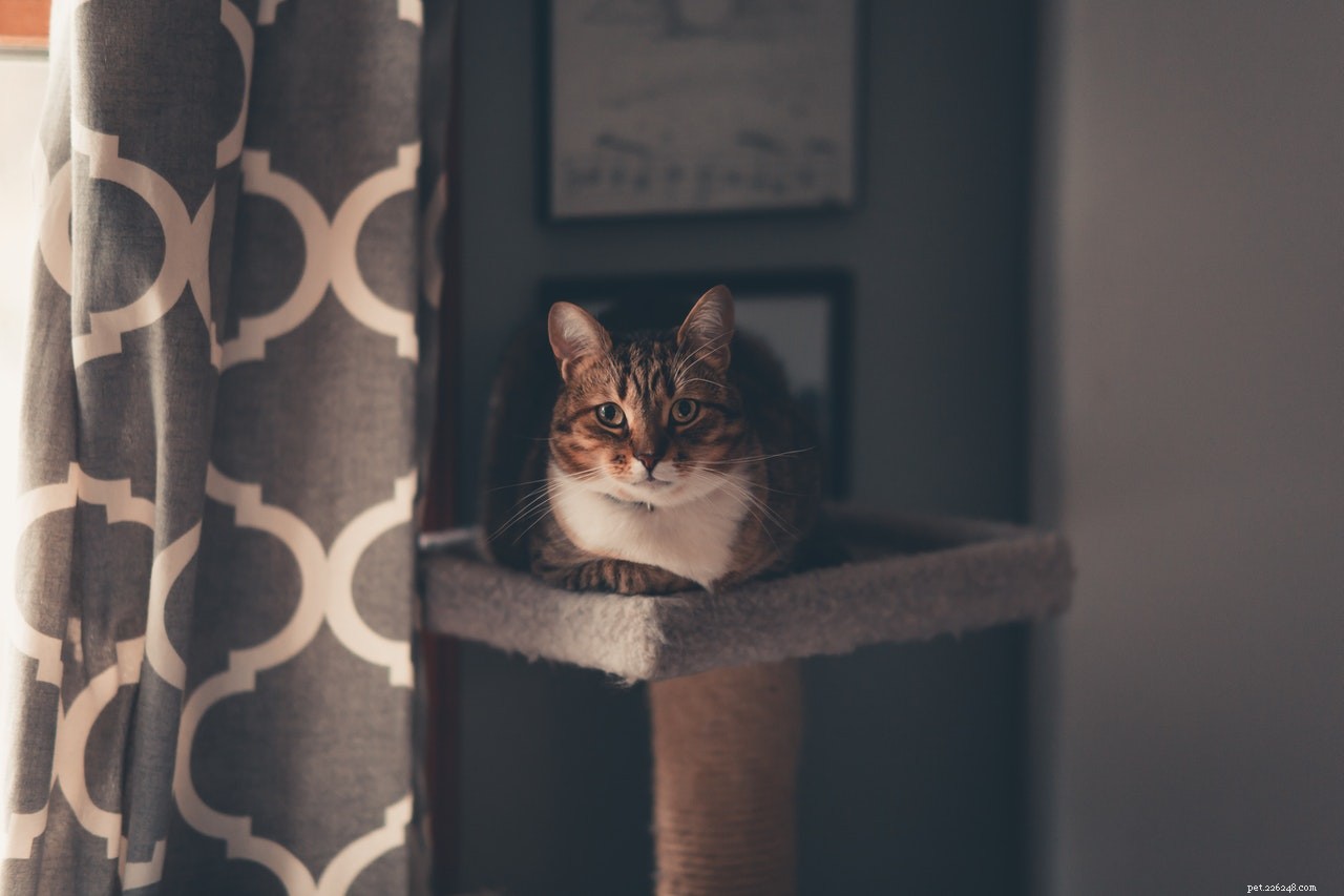 Top 7 Pet Care Essentials for Dual‑Cat Homes