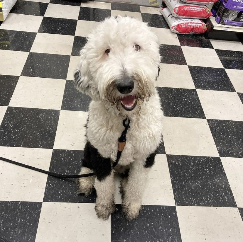 Top TikTok Pet Accounts You’ll Love in 2021