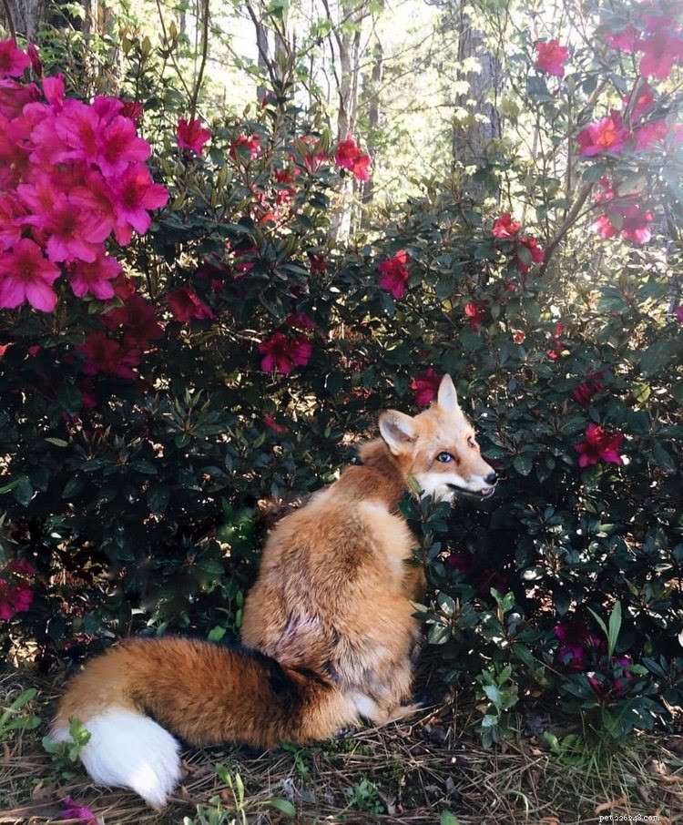 Top TikTok Pet Accounts You’ll Love in 2021