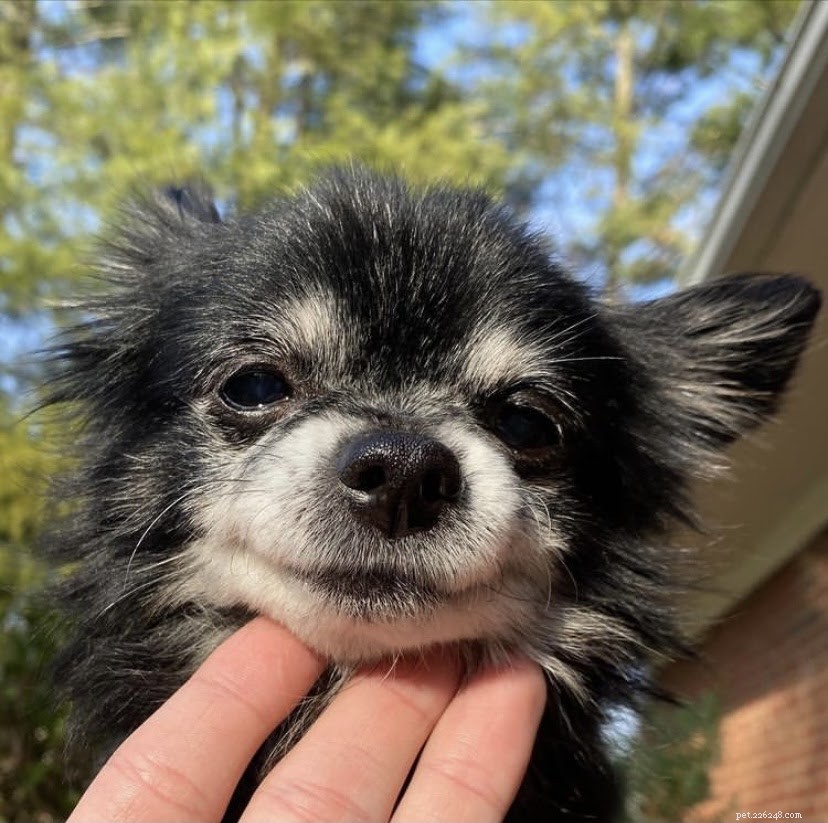 Top TikTok Pet Accounts You’ll Love in 2021