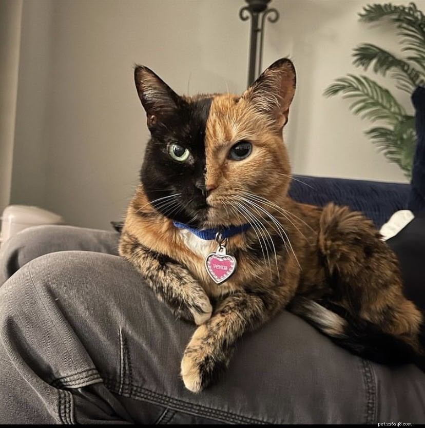 Top TikTok Pet Accounts You’ll Love in 2021