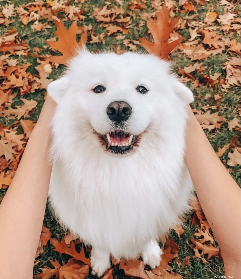 Top TikTok Pet Accounts You’ll Love in 2021