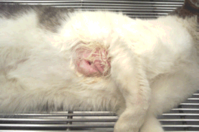 Understanding Your Cat s Abscess Healing Stages: A Step-by-Step Guide with Photos