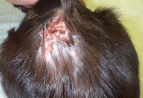 Understanding Your Cat s Abscess Healing Stages: A Step-by-Step Guide with Photos
