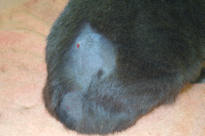 Understanding Your Cat s Abscess Healing Stages: A Step-by-Step Guide with Photos