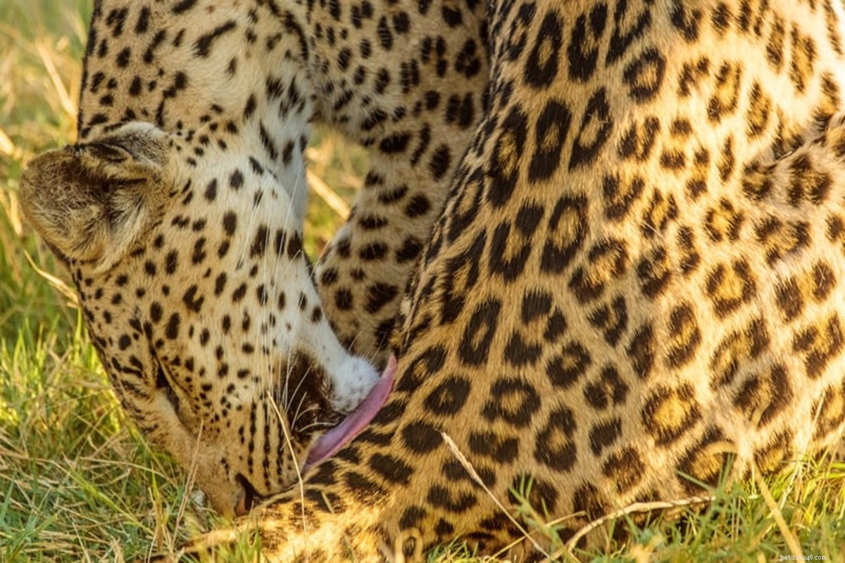 Effective Home Remedies to Keep Cats from Licking Their Wounds