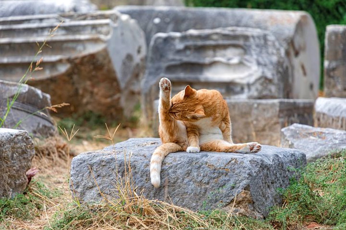 Effective Home Remedies to Keep Cats from Licking Their Wounds