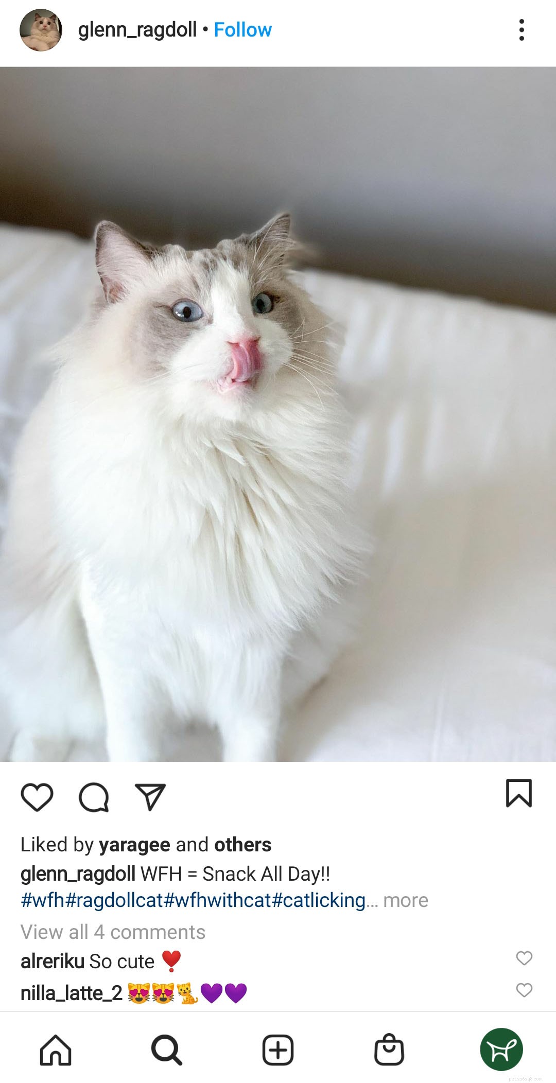 Effective Home Remedies to Keep Cats from Licking Their Wounds