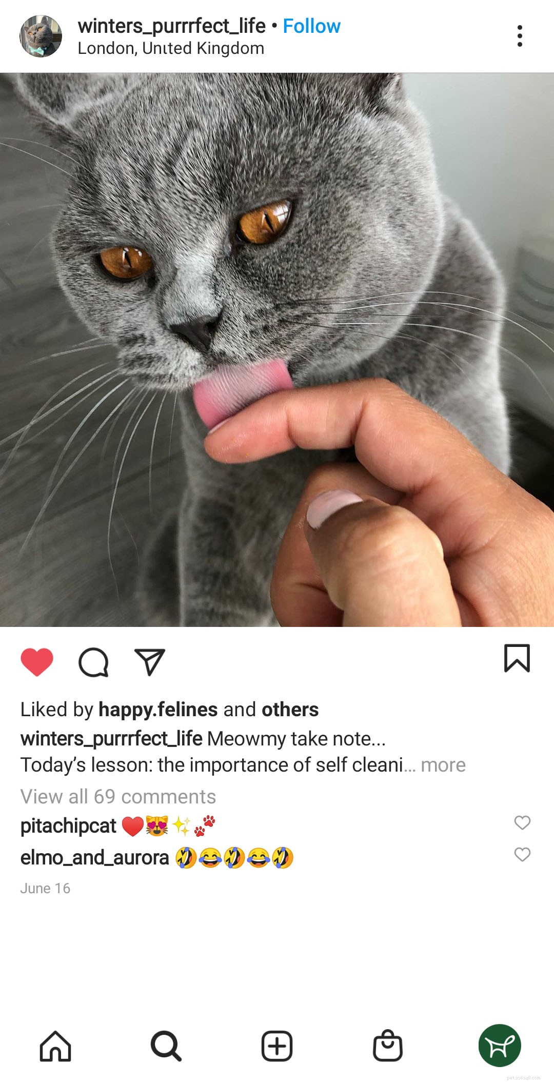 Effective Home Remedies to Keep Cats from Licking Their Wounds