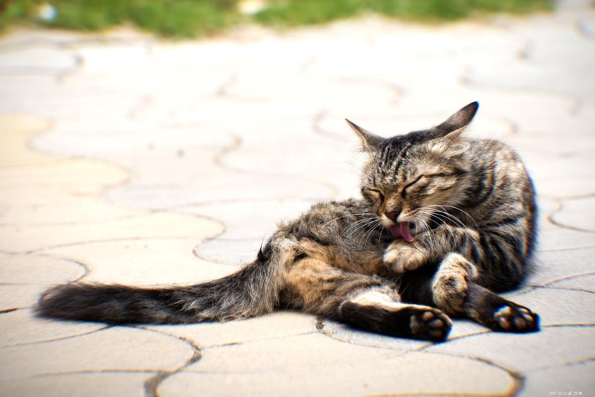 Effective Home Remedies to Keep Cats from Licking Their Wounds