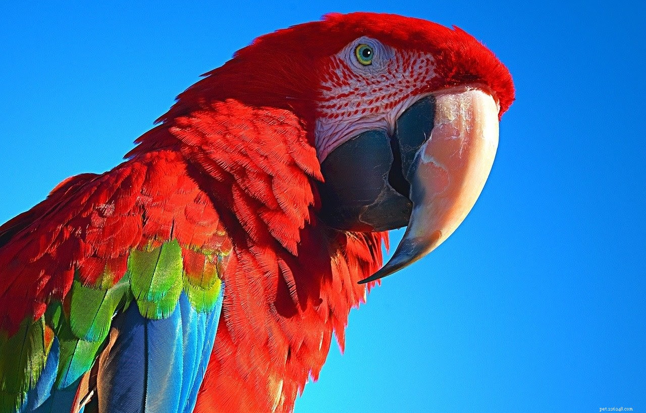 Choosing the Perfect Name for Your New Pet Bird