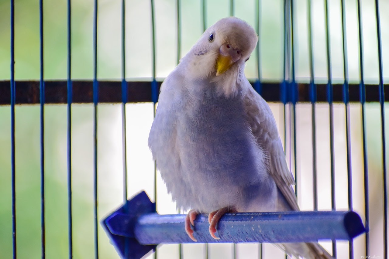 Choosing the Perfect Name for Your New Pet Bird