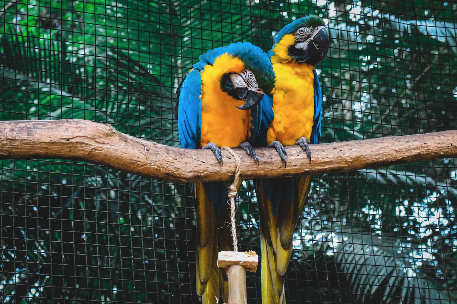 Do Caged Birds Need Daily Exercise? Key Insights for Healthy Pets