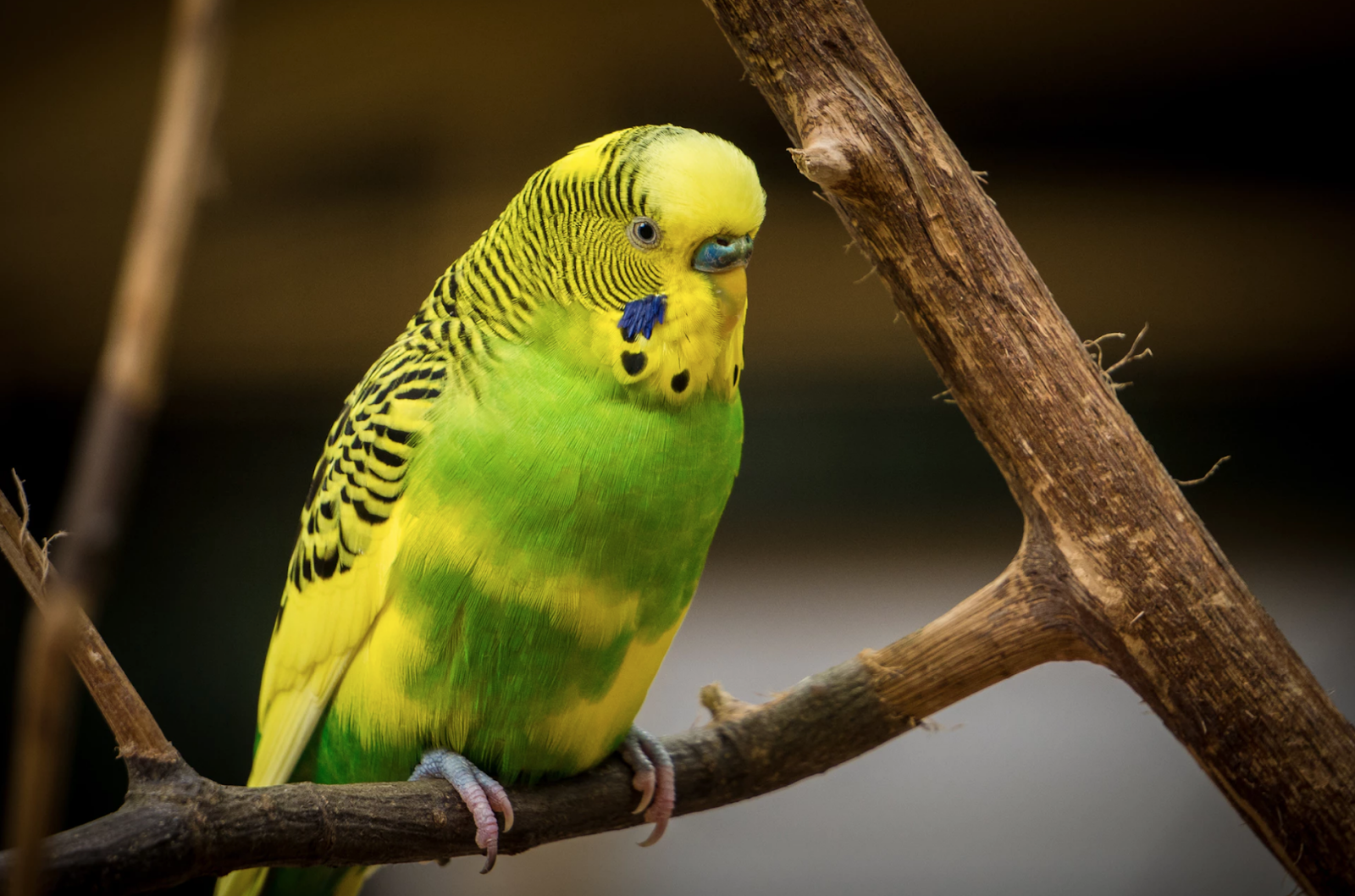 Do Caged Birds Need Daily Exercise? Key Insights for Healthy Pets