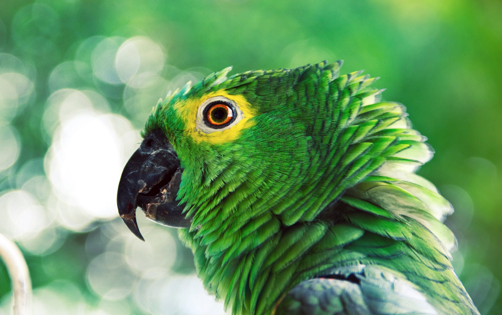 Do Caged Birds Need Daily Exercise? Key Insights for Healthy Pets