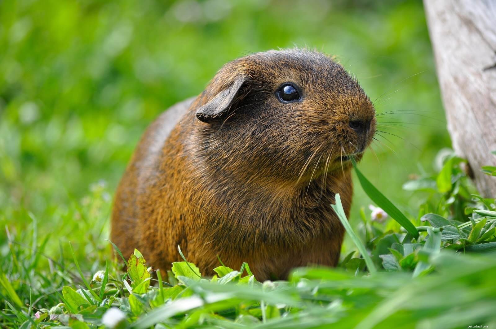 Essential Care Guide for Small Pets: Health, Housing, and Happiness