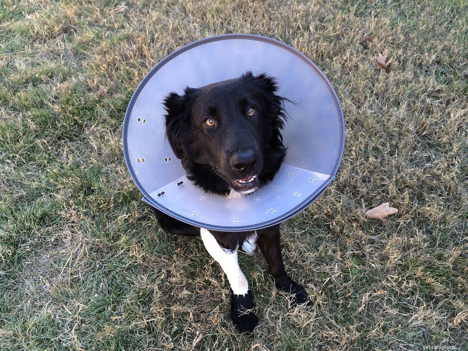 How to Treat and Prevent Cracked Dog Paw Pads