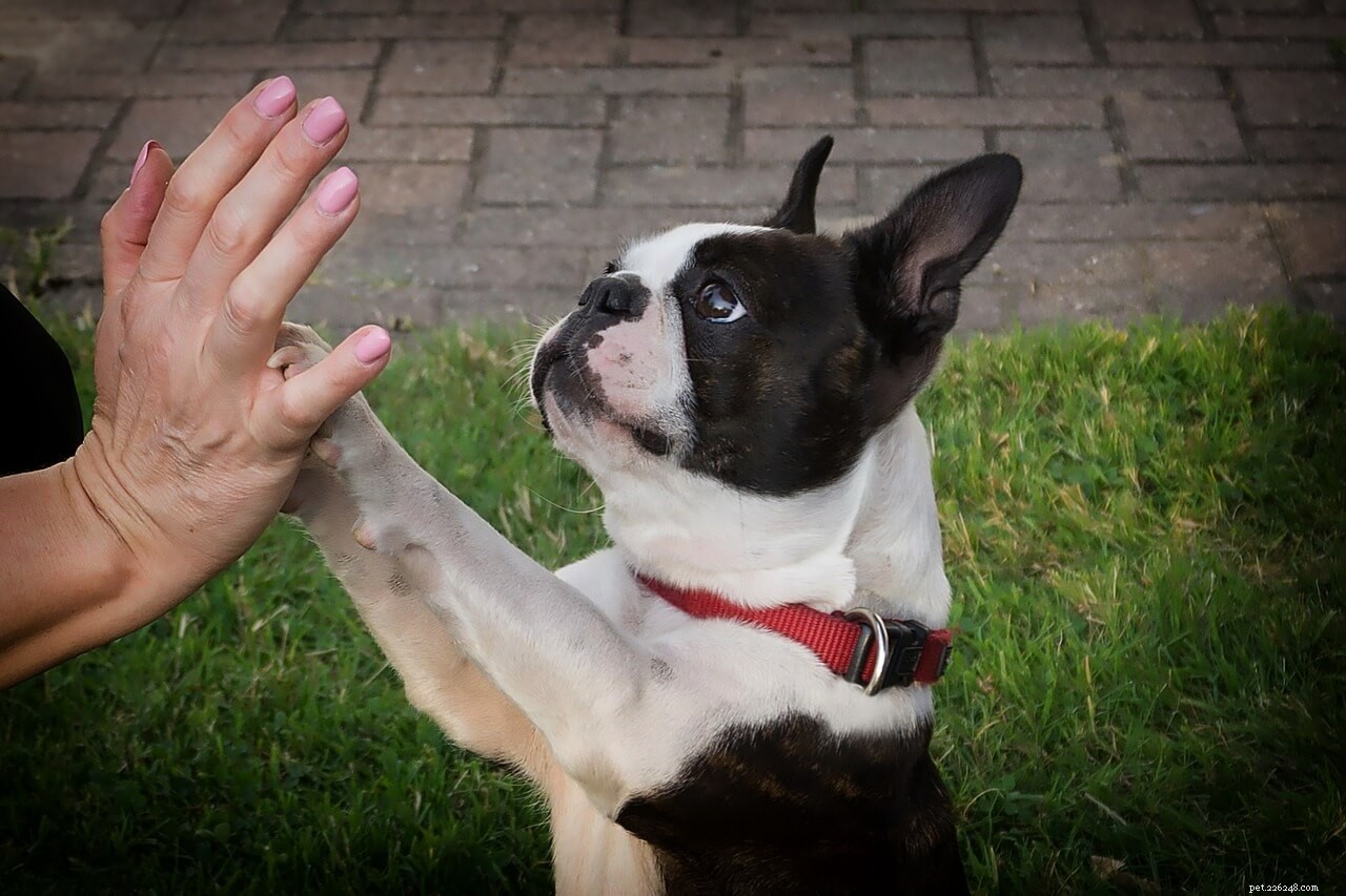 How to Treat and Prevent Cracked Dog Paw Pads