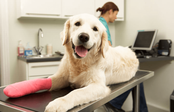 Find the Best Vet in Columbus, OH: Comprehensive Guide