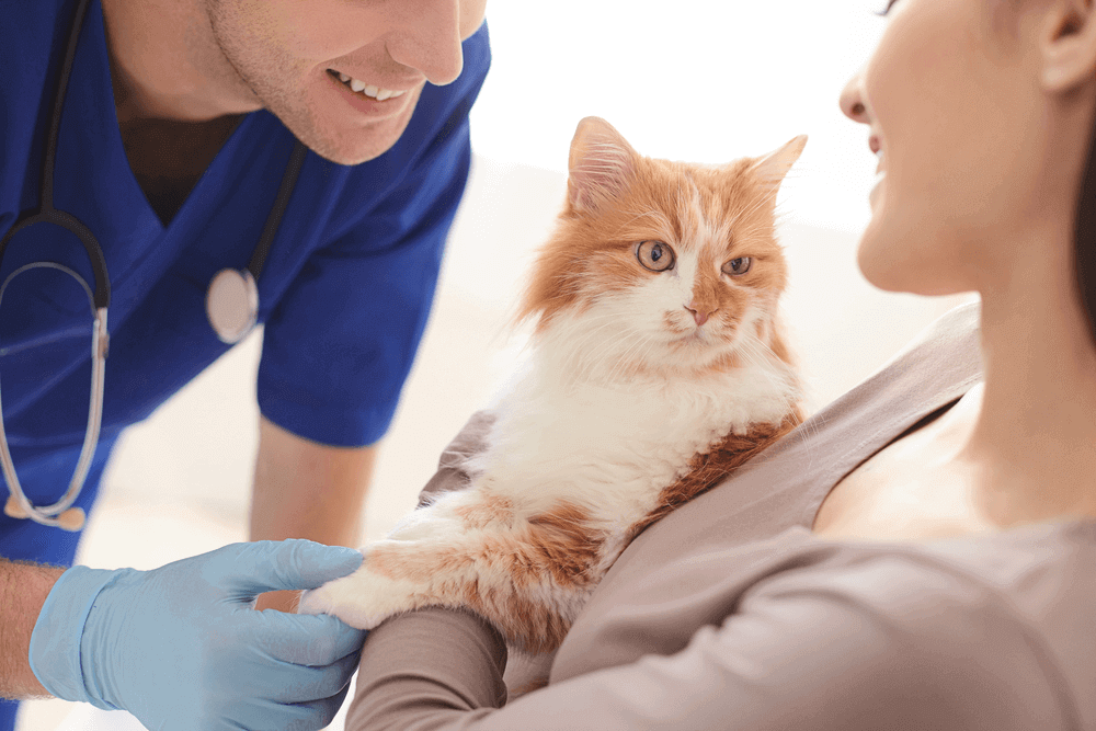 Find the Best Vet in Columbus, OH: Comprehensive Guide