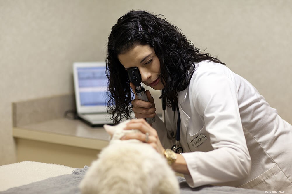 Find the Best Vet in Columbus, OH: Comprehensive Guide