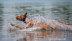 5 Essential Wound Sprays for Rapid Healing of Your Pet