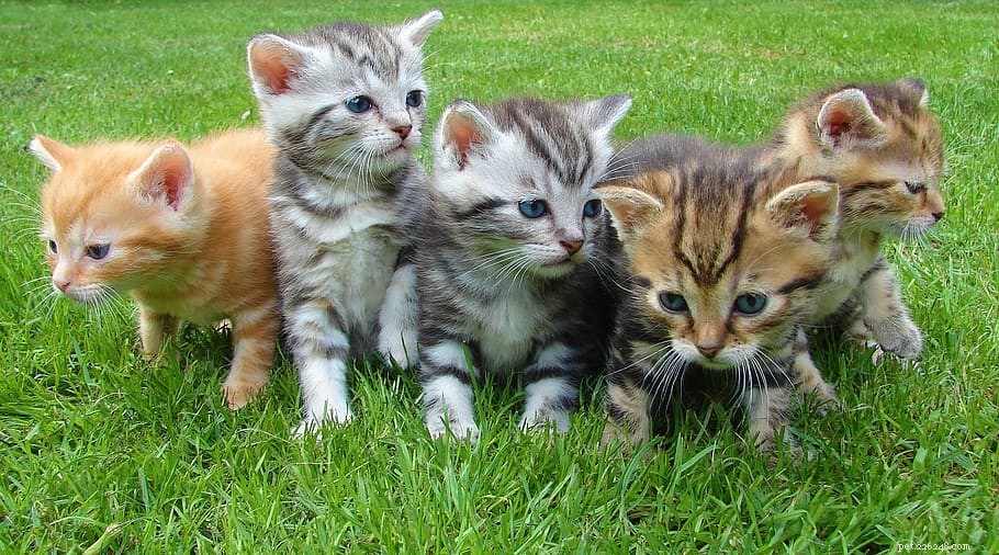 5 Essential Wound Sprays for Rapid Healing of Your Pet
